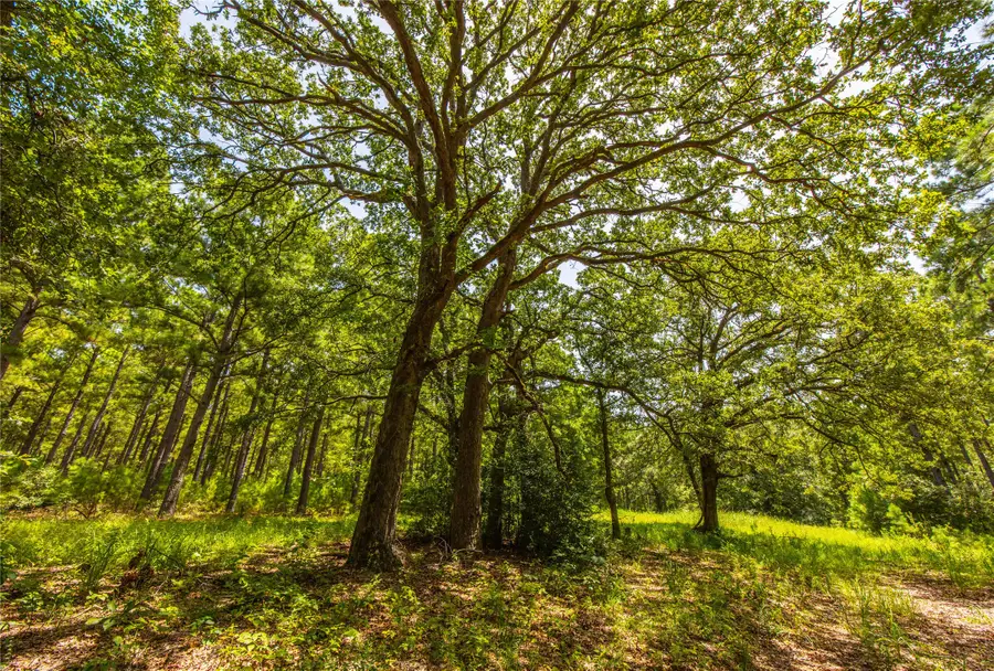 Tract 5 Hwy 155, Frankston, TX 75763 - Image #3