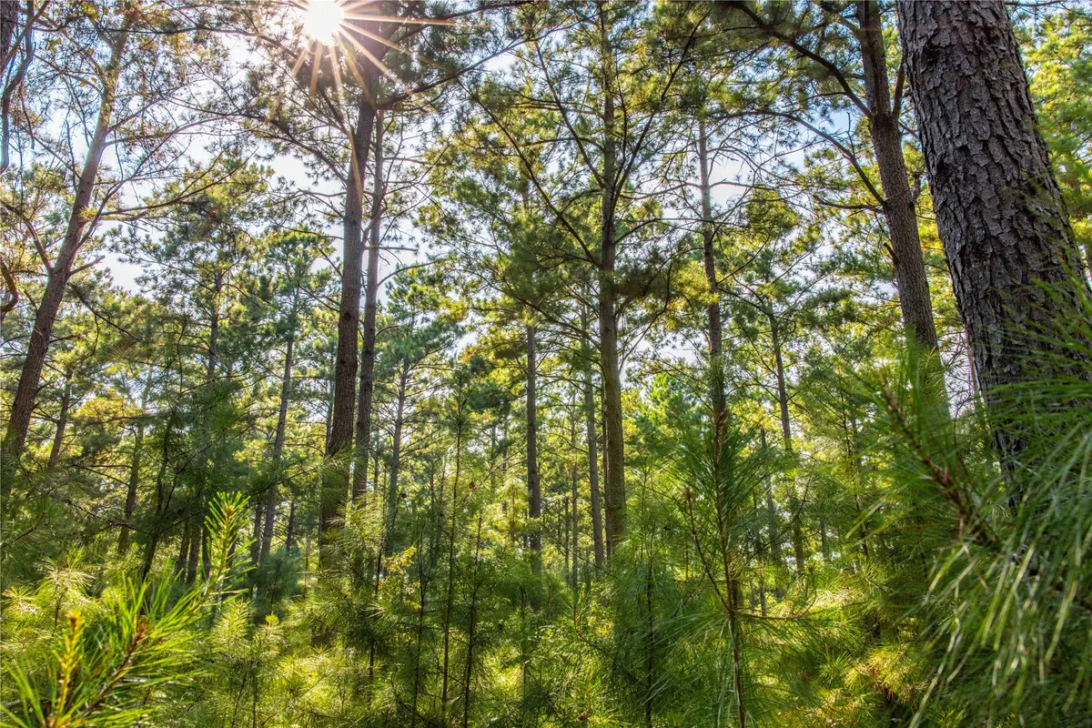 Tract 8 County Road 4221, Frankston, TX 75763 - Image #1