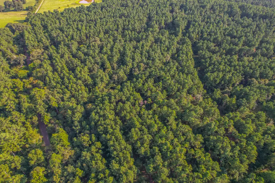 Tract 20 County Road 4224, Frankston, TX 75763 - Image #2