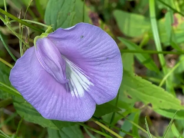 Lake Country (Lot 12) Tx-77, Atlanta, TX 75551 - Image #3