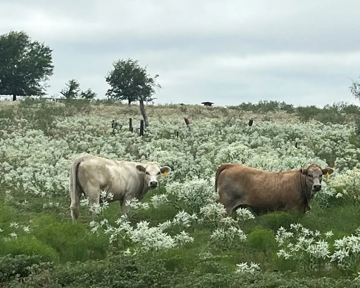 6096 Abner Road, Terrell, TX 75161 - Image #1