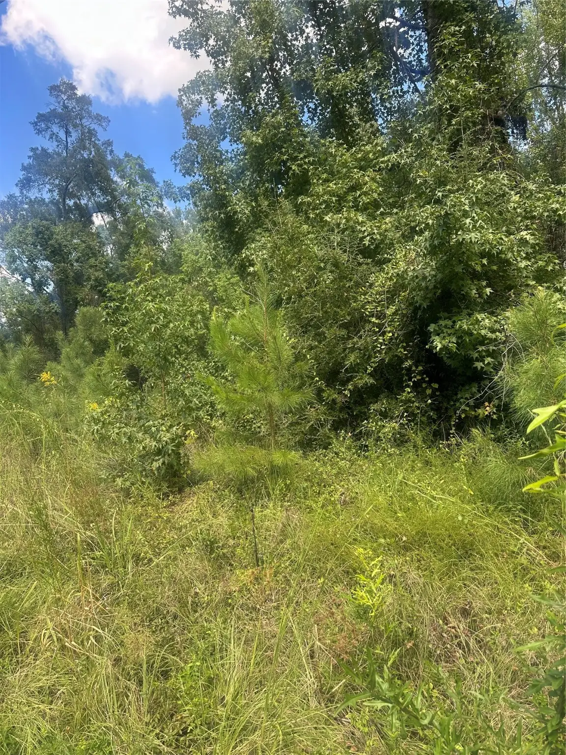 Lot 11 Dale, Jonesboro, LA 71251 - Image #1