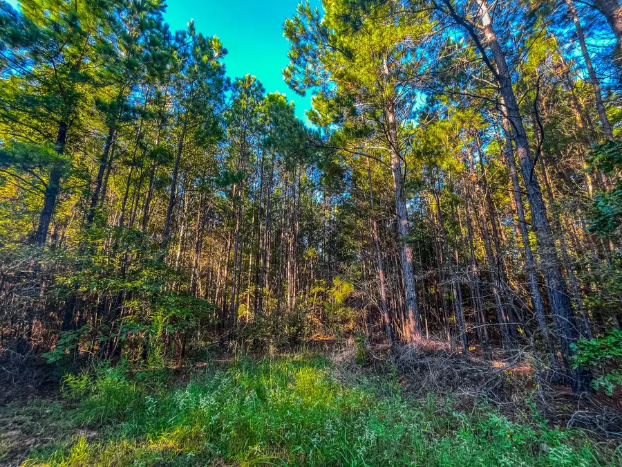 00 W Us Highway 175, Jacksonville, TX 75766 - Image #2