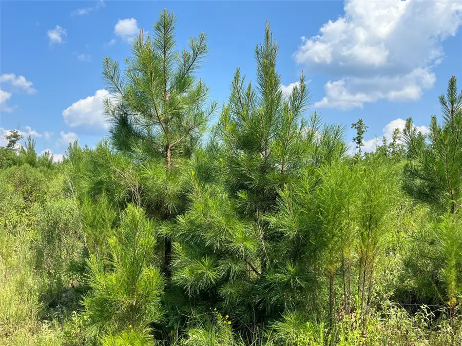 0 Ellis Jones Road, Bienville, LA 71008 - Image #3