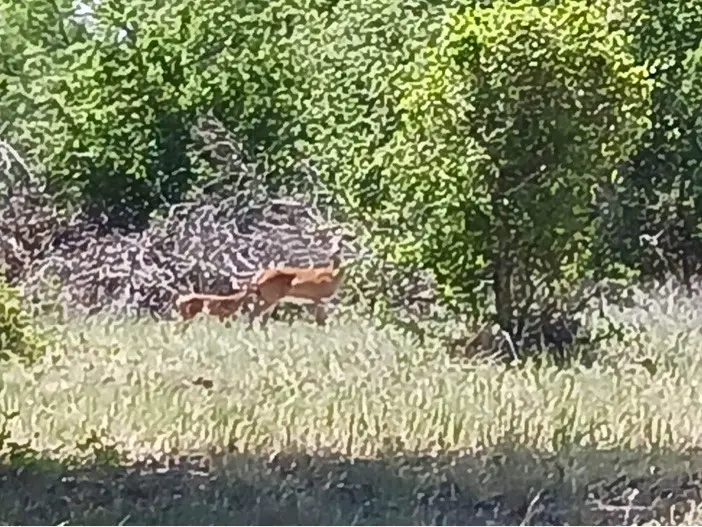 1844 County Road 488, Ranger, TX 76470 - Image #2