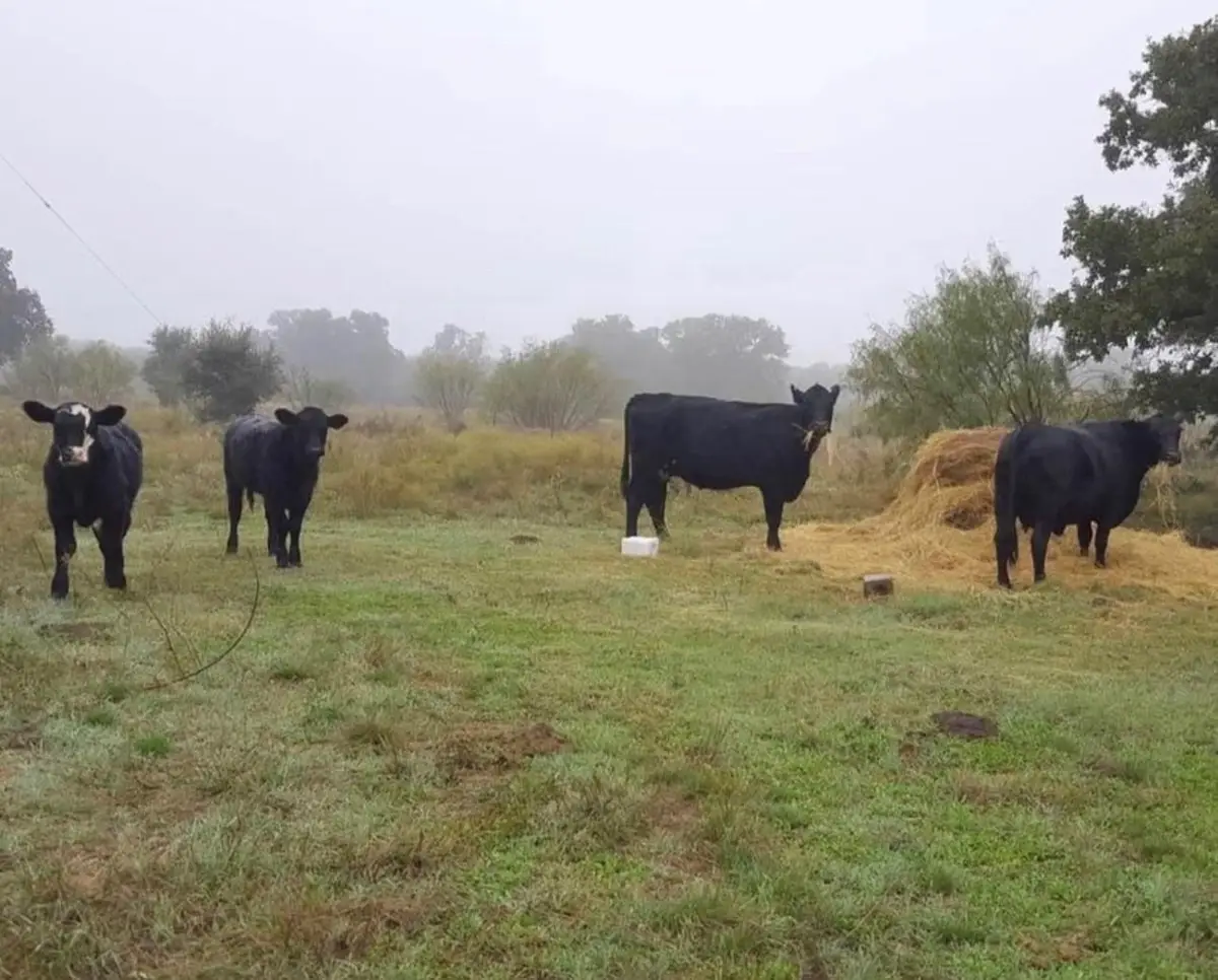 1856 Co Rd 330 Lot 1, Eastland, TX 76448 - Image #1