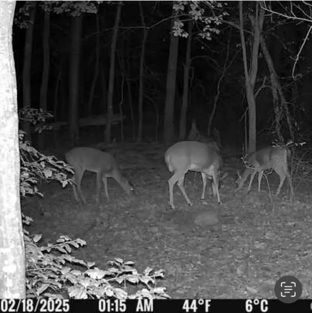 562 County Road 4430, Winnsboro, TX 75494 - Image #2