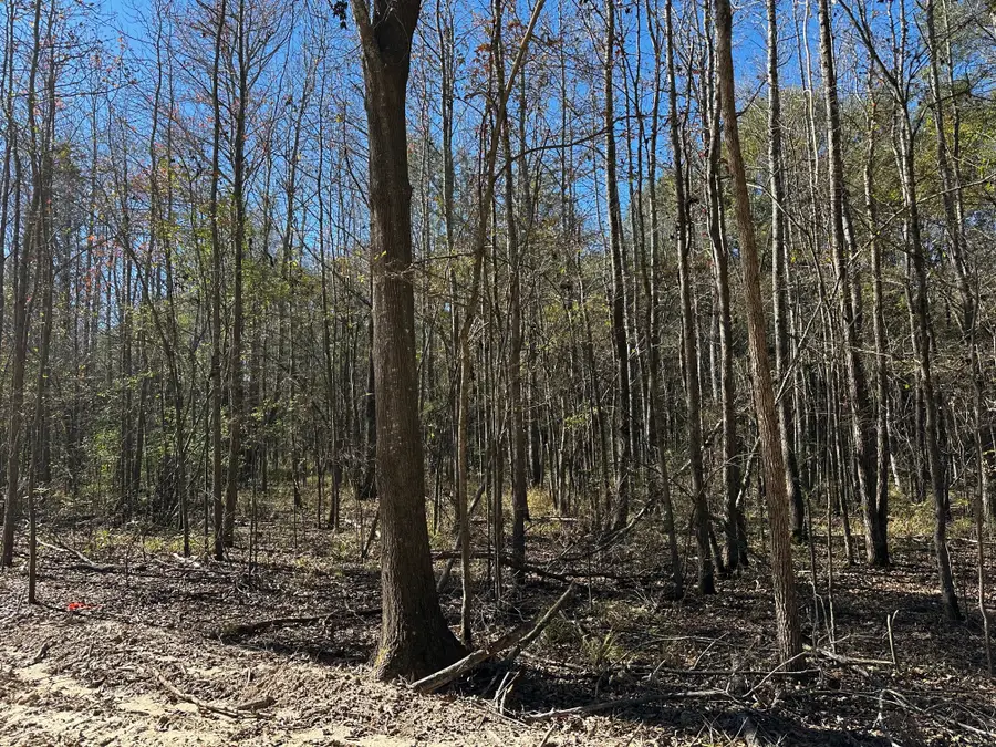 437 Private Road 8507, Van, TX 75790 - Image #3