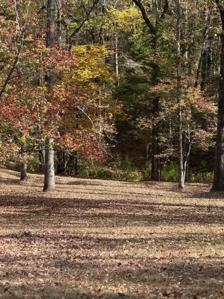 7105 Rodessa Ida Road, Ida, LA 71044 - Image #2