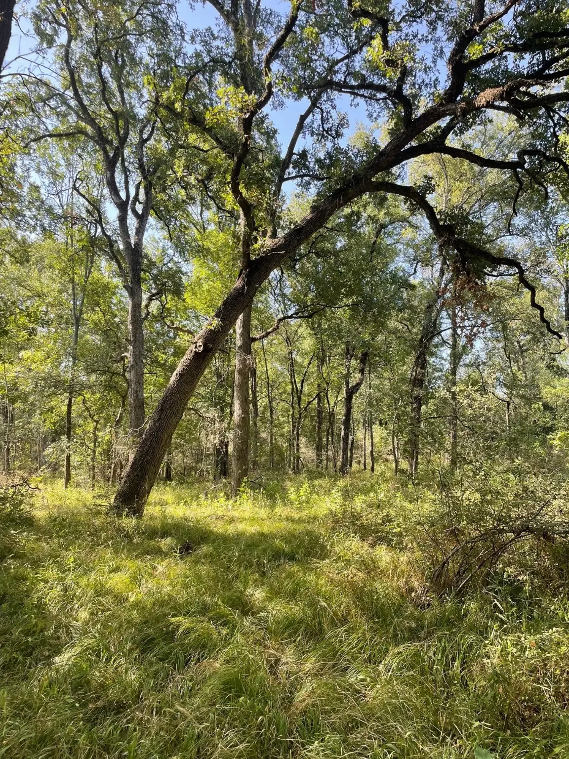 00 TBD 828 Lcr 828, Groesbeck, TX 76642 - Image #1