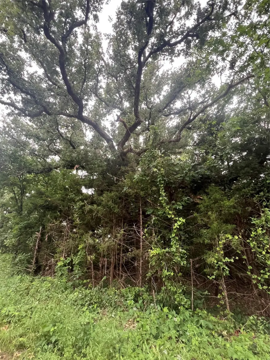 Tract 6 County Rd 14720, Biardstown, TX 75417 - Image #2
