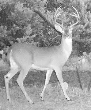 TBD Cr 382, Carlton, TX 76436