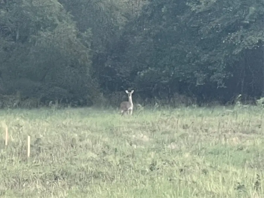 136 Aslan Road, Poolville, TX 76487 - Image #2