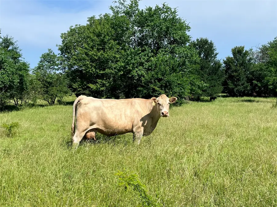 000 Fm 71, Talco, TX 75487 - Image #3