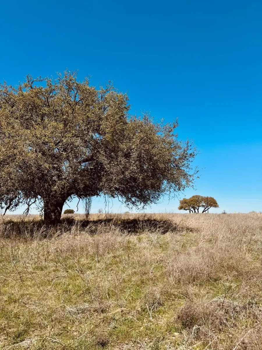 166 Yosemite Drive, Oglesby, TX 76561 - Image #3