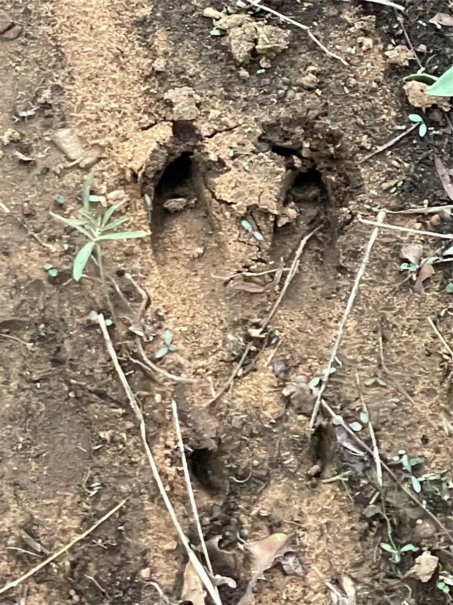 4976 4976 Fm 2190, Jacksboro, TX 76458 - Image #3