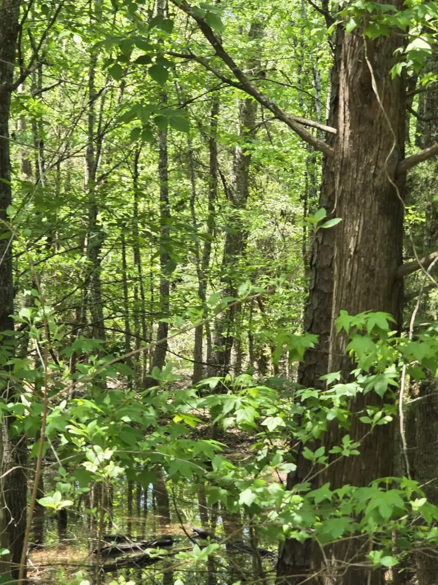 TBD County Road 421, Tyler, TX 75704 - Image #2