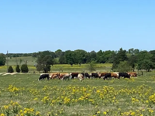 TBD Fm 607, Larue, TX 75770 - Image #2