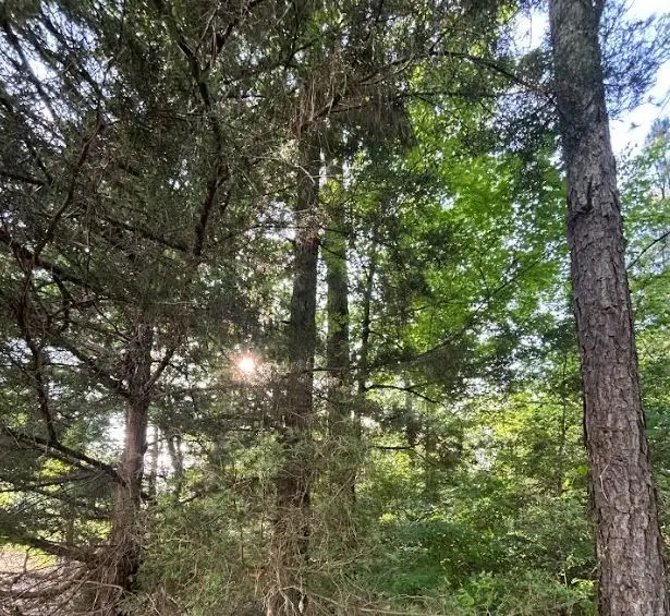 00 Grand Cane Fire Tower Road, Grand Cane, LA 71032 - Image #3