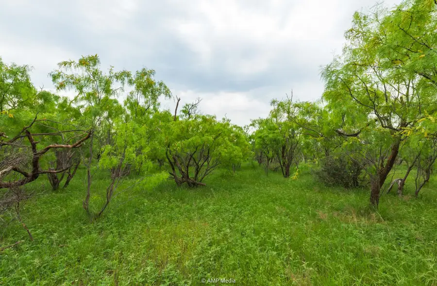 TBD Fm 3116, Anson, TX 79501 - Image #3