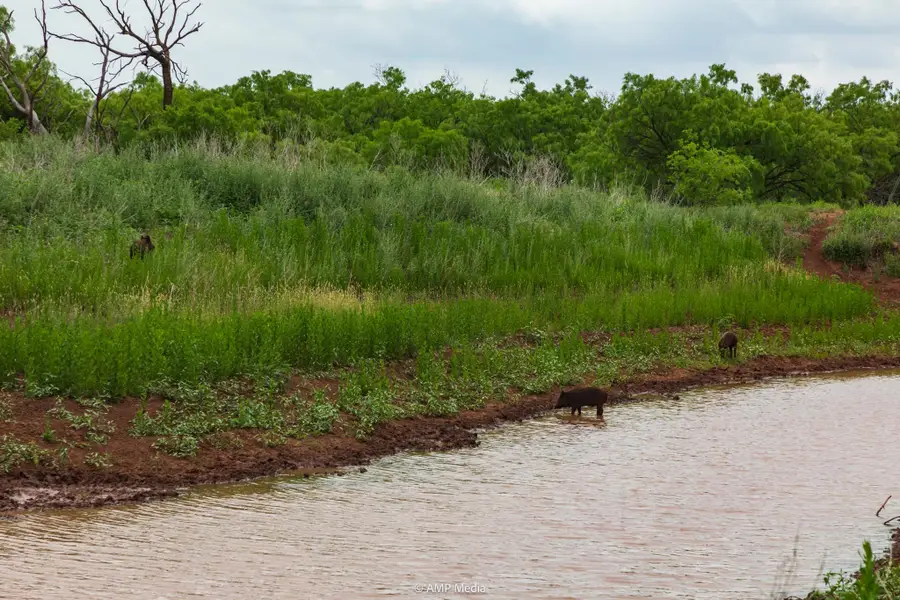 TBD Cr 417, Merkel, TX 79536 - Image #3