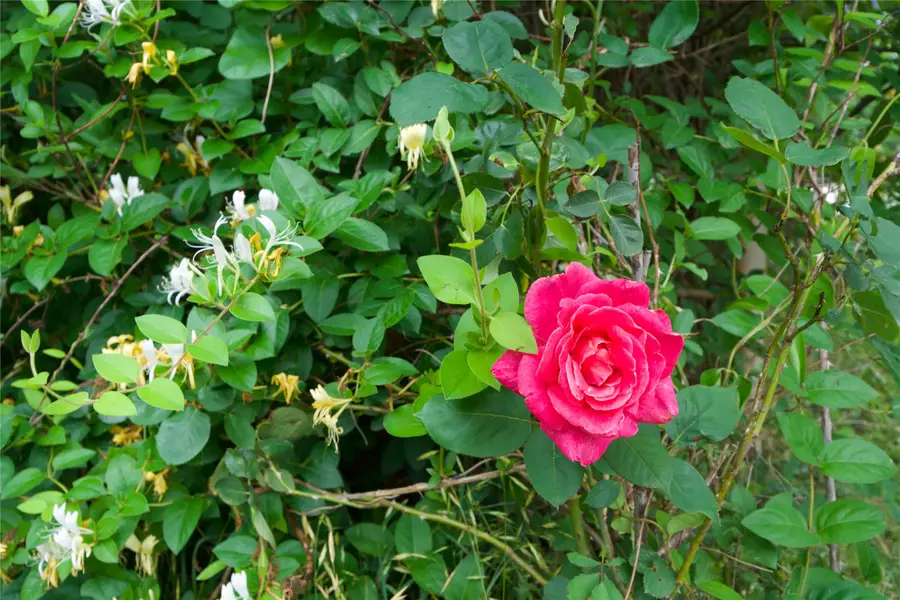 167 Northridge Drive, Gainesville, TX 76240 - Image #2