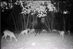 lot 15 & 16 N Stallion Meadows Drive, Perrin, TX 76486 - Image #2