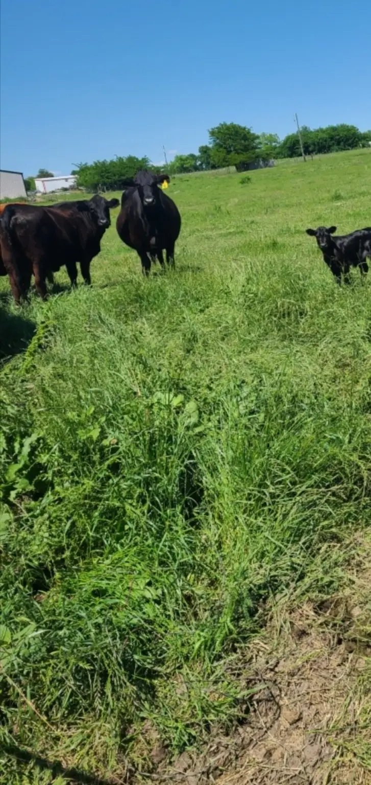 TBD Us-69 Highway, Lone Oak, TX 75453 - Image #2