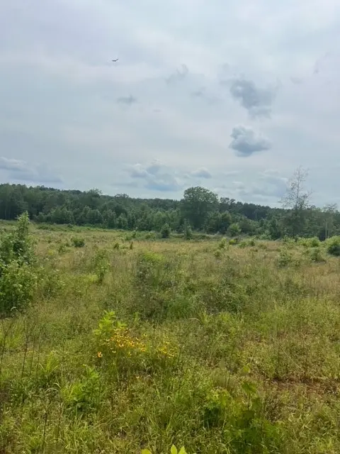 280 Martin Road, Plain Dealing, LA 71064 - Image #3