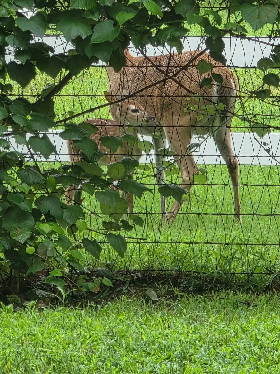 9801 Bellechase Road, Granbury, TX 76049 - Image #3