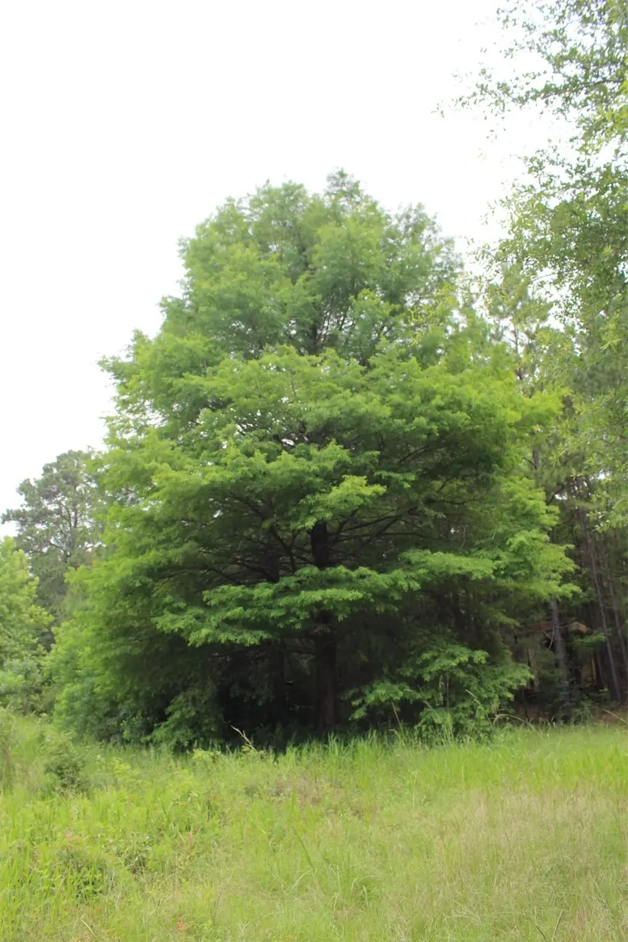 18.17 acres Cr 1190, Grapeland, TX 75844 - Image #3