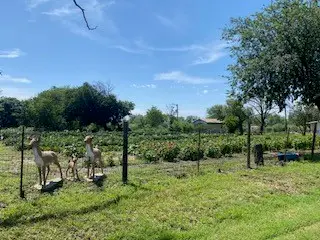 701 Fm 45, Richland Springs, TX 76871 - Image #2