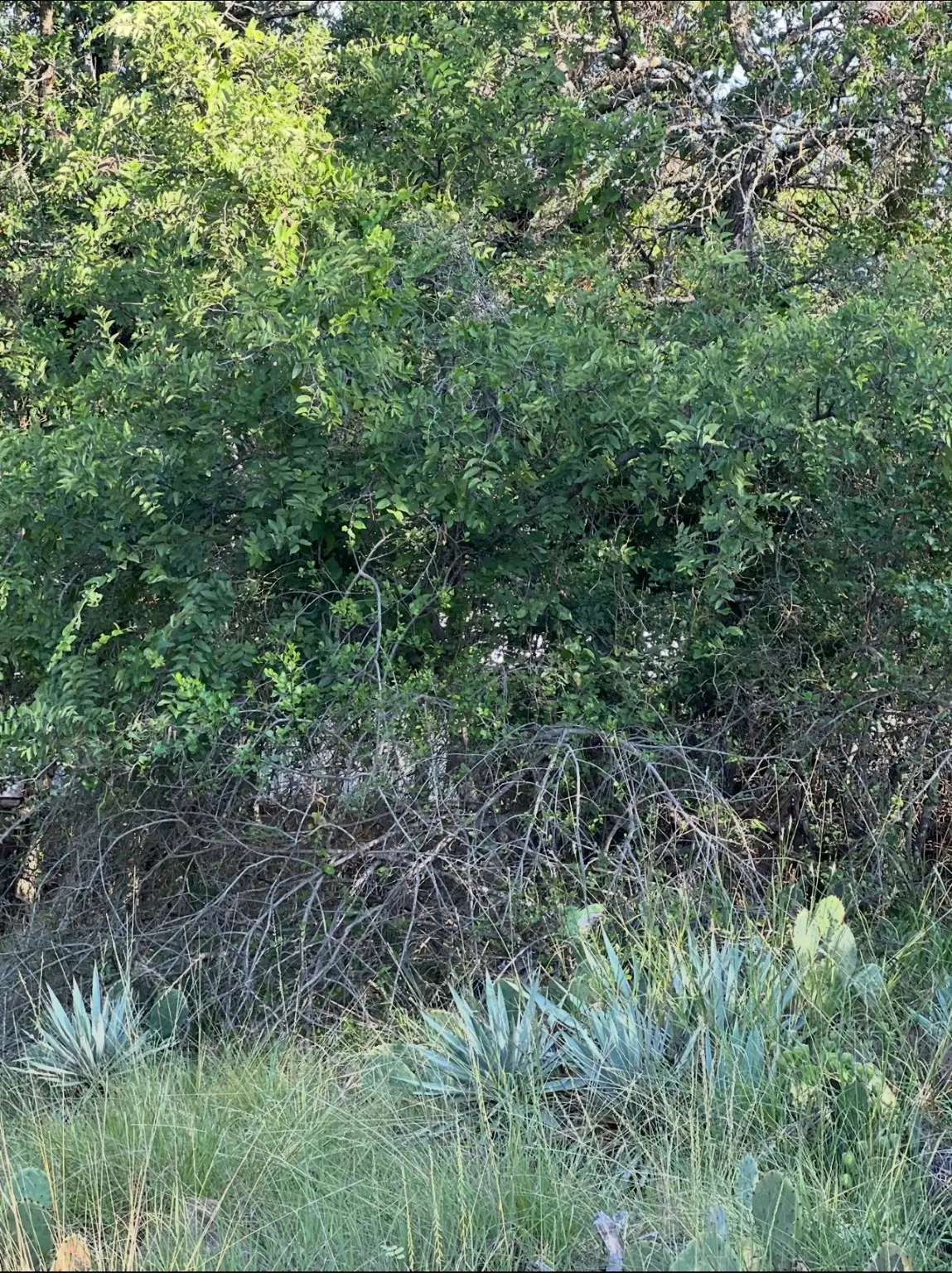 Lot 669 S Lakeside Drive, May, TX 76857 - Image #1