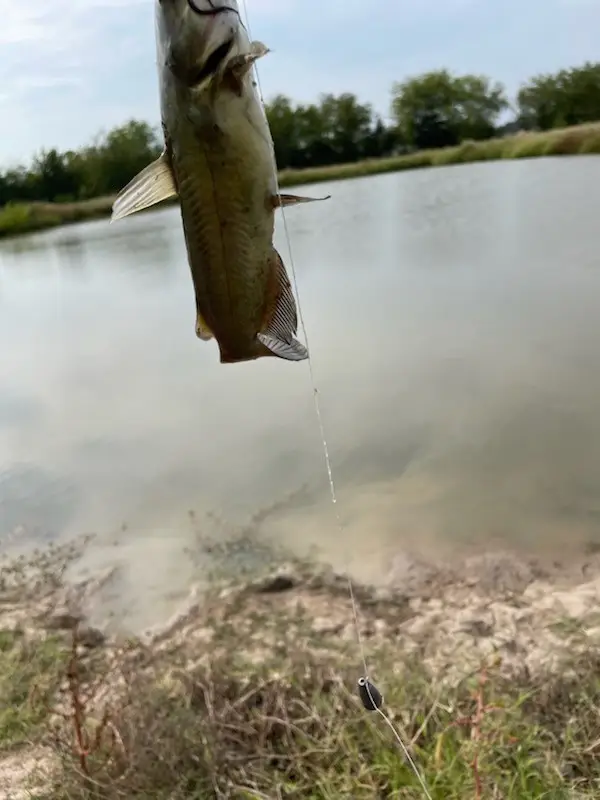 61.32 acres County Road 3417, Emory, TX 75472 - Image #3