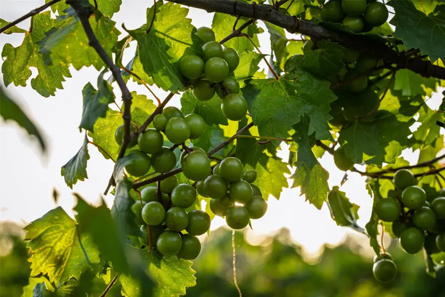 00 County Road 2138, Troup, TX 75789 - Image #2