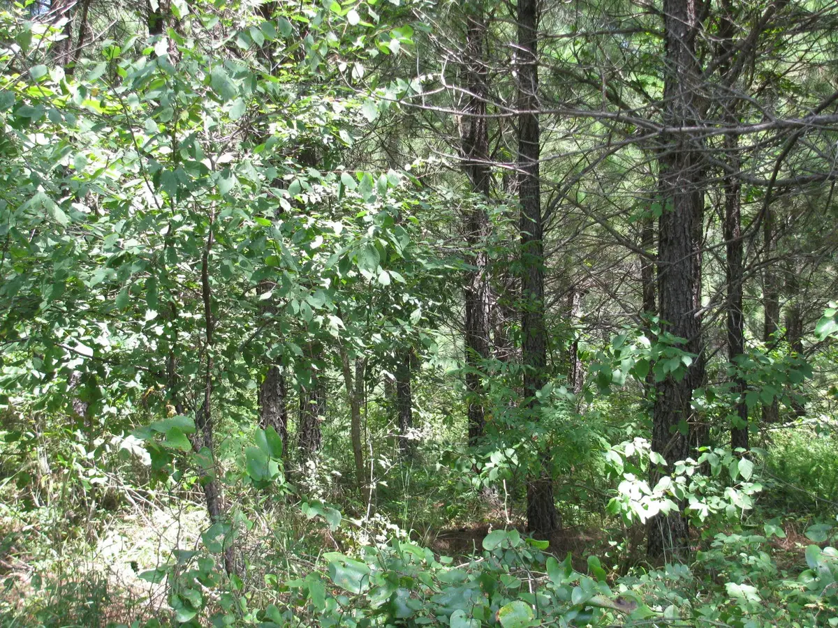 TBD Jace's Trail, Nashoba, OK 74558 - Image #1