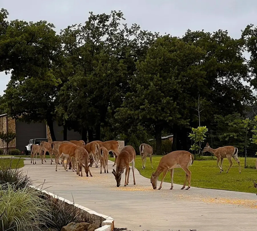 7421 Dawn Avenue, Pilot Point, TX 76258 - Image #3