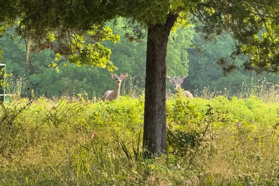 9213 Scenic Drive, Pilot Point, TX 76258 - Image #3