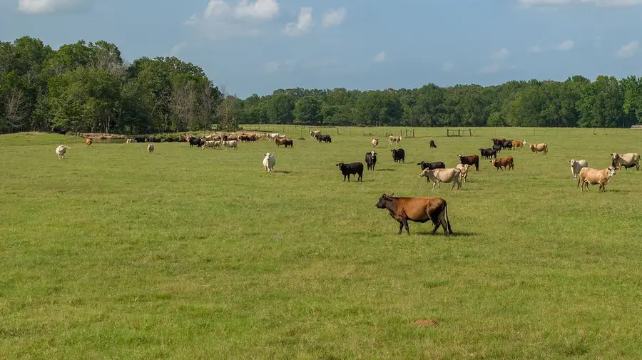 0000 Cr 2356, Manchester, TX 75436 - Image #3