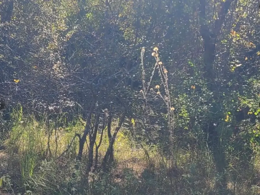 0 County Rd 1158, Brashear, TX 75420 - Image #2