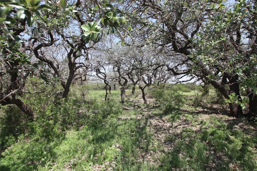 TBD Fm 221 - Tract 3, Pottsville, TX 76565 - Image #3