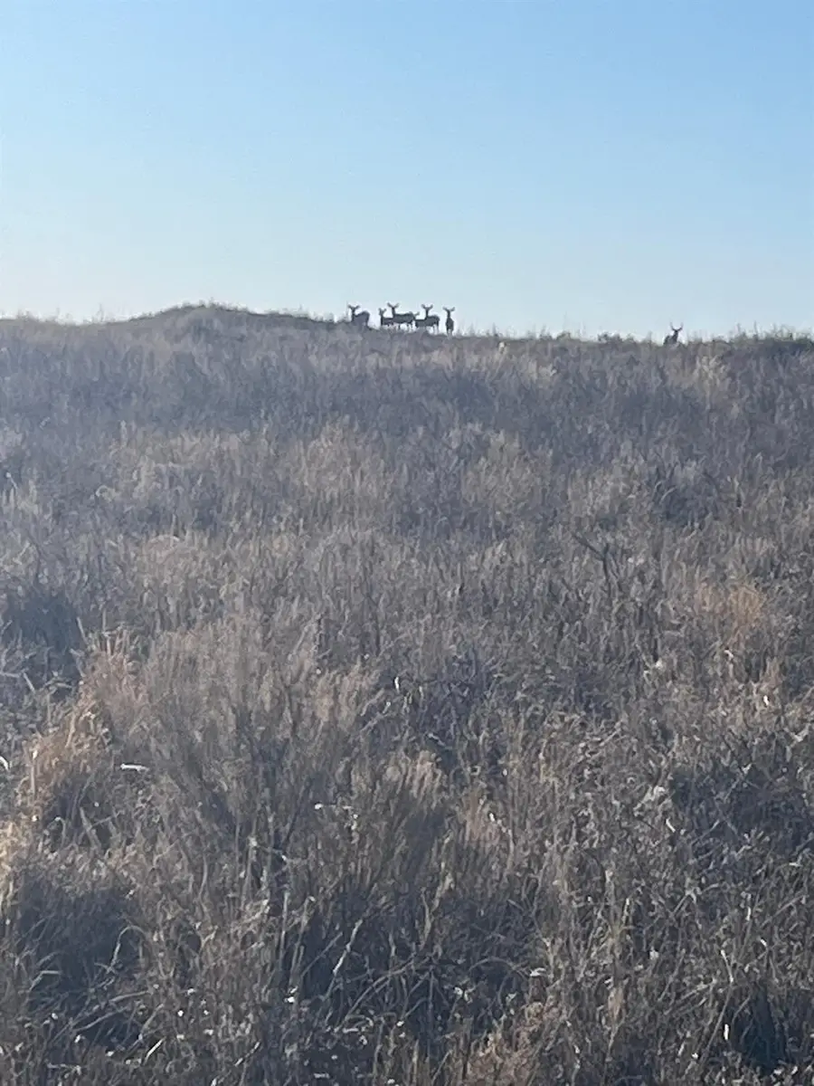 1585 Cr 95, Morton, TX 79346 - Image #3