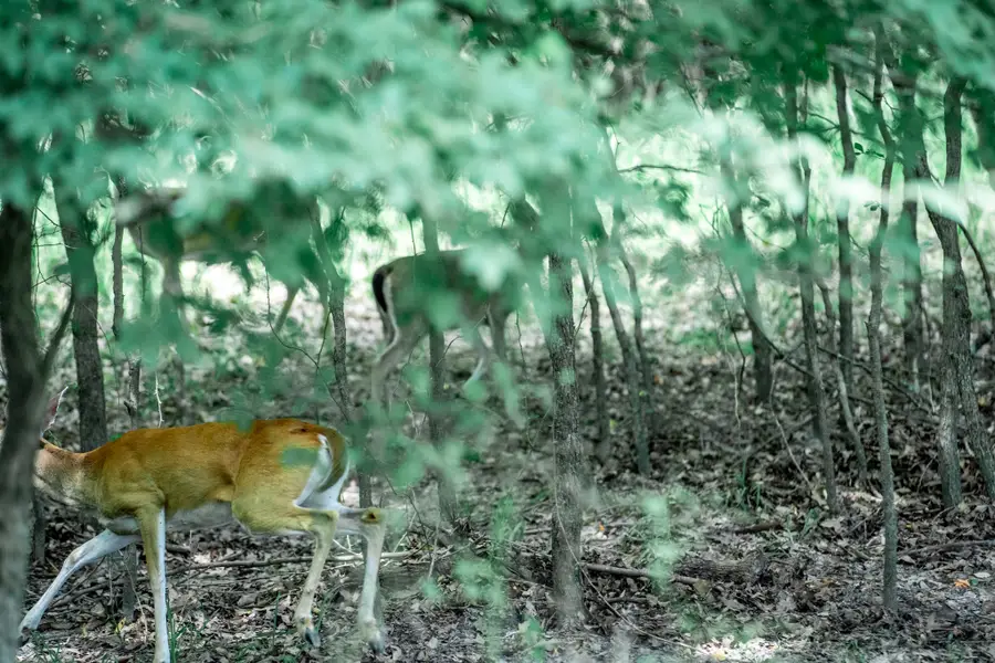 TBD County Road 1197, Yantis, TX 75497 - Image #2