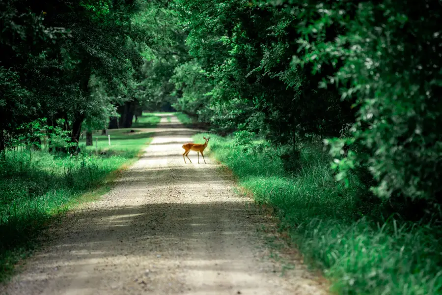 TBD County Road 1197, Yantis, TX 75497 - Image #3