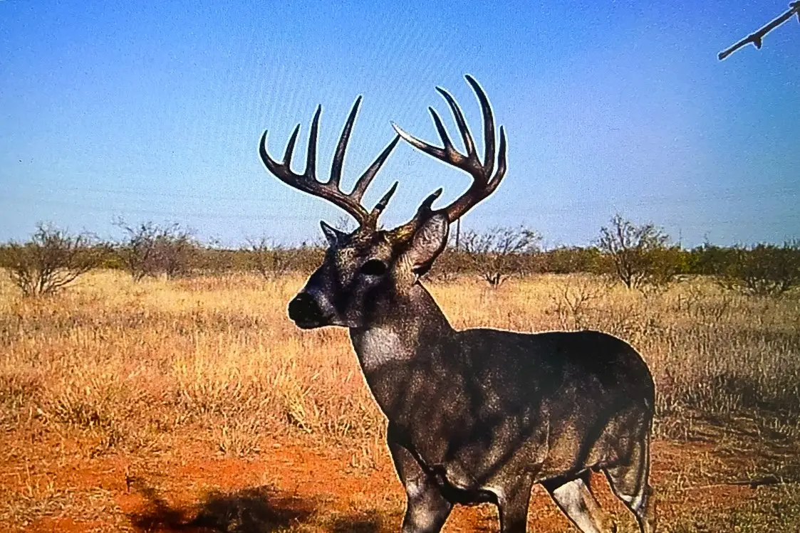 TBD Fm 1168, Paducah, TX 79248 - Image #1