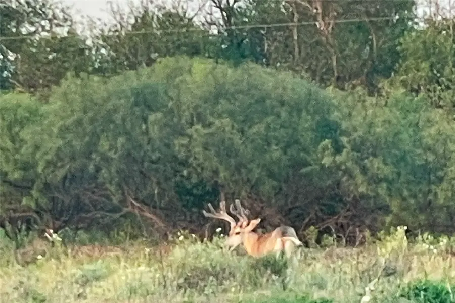 TBD Fm 1168, Paducah, TX 79248 - Image #2