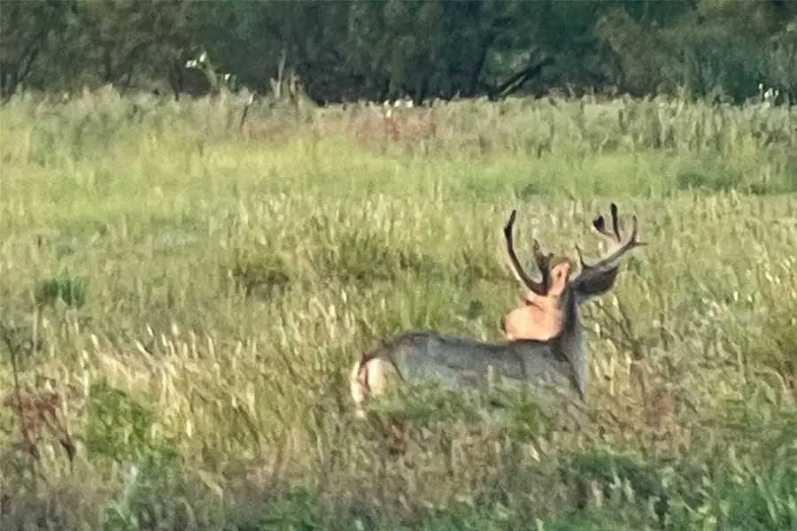 TBD Fm 1168, Paducah, TX 79248 - Image #3