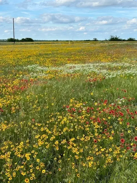 Tract 12-TBD Fm-677, Saint Jo, TX 76265 - #2