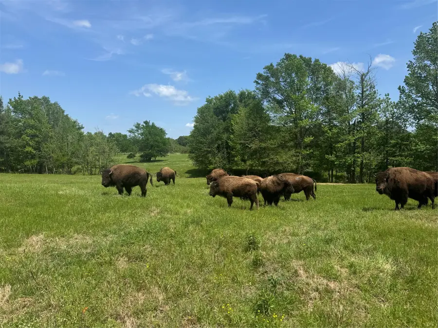 12403 Fm 1975, Gilmer, TX 75644 - Image #3