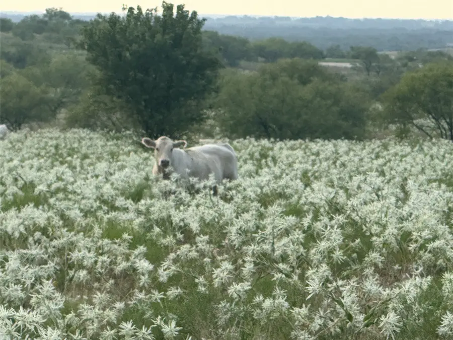 381 Private Road 4512, Decatur, TX 76234 - Image #2